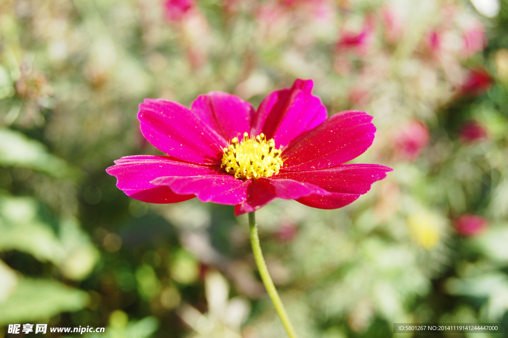 格桑花