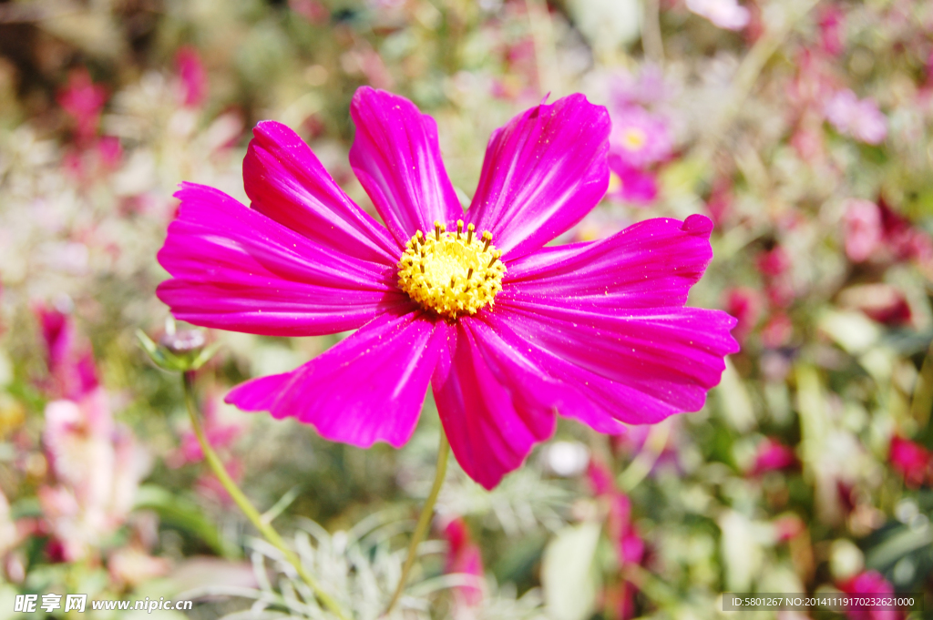 格桑花