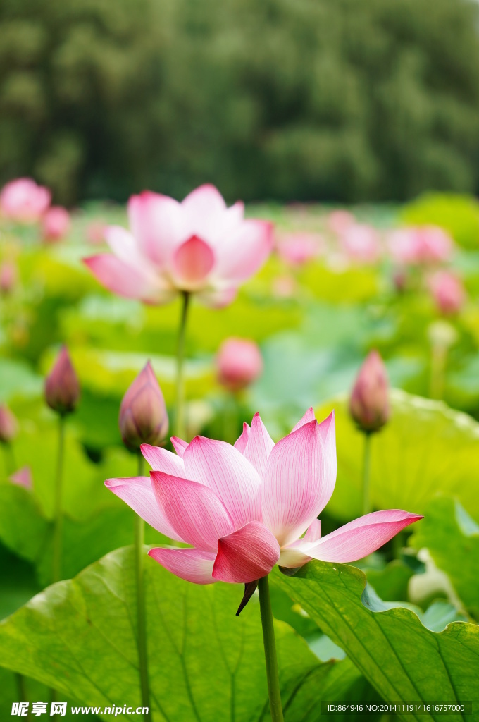 荷花