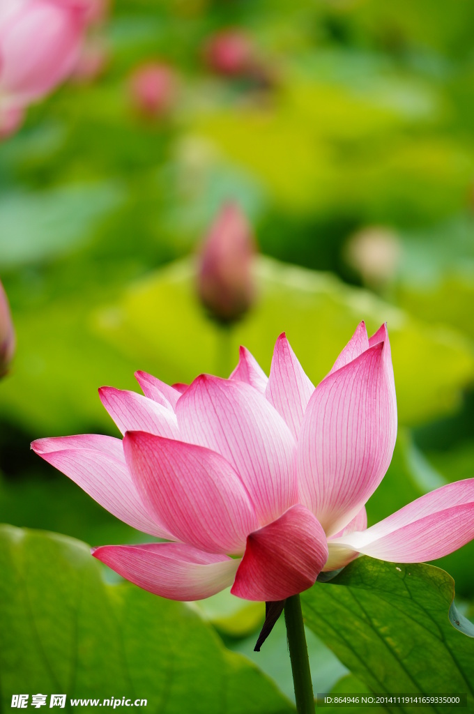 荷花