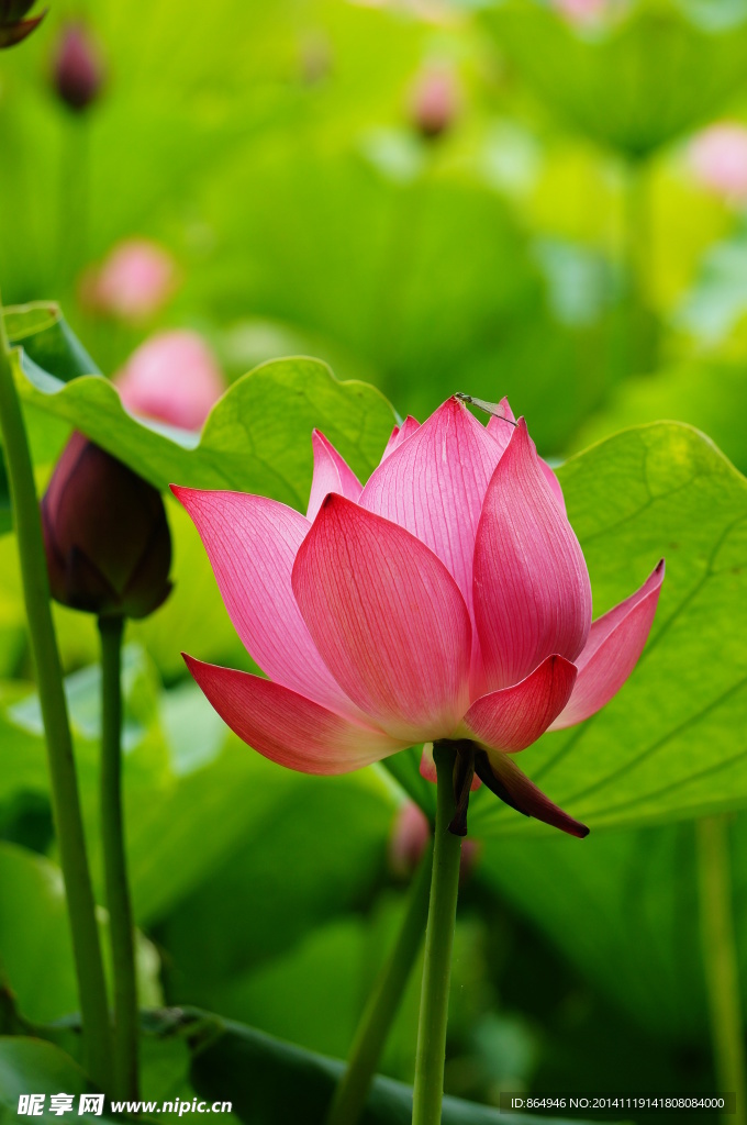 荷花