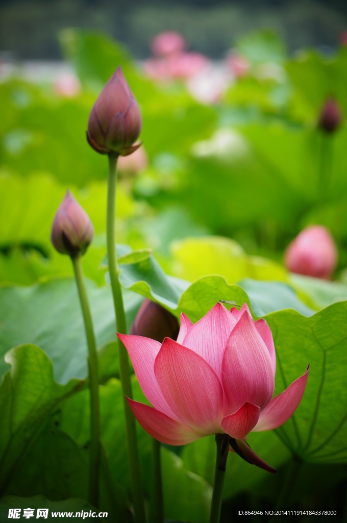 荷花