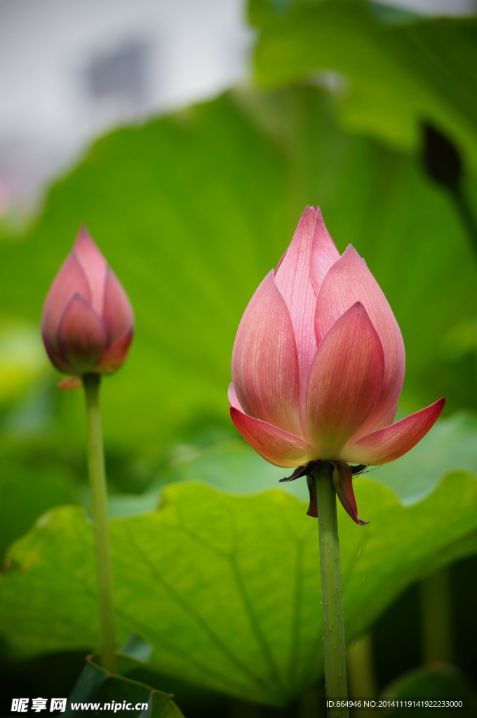 荷花