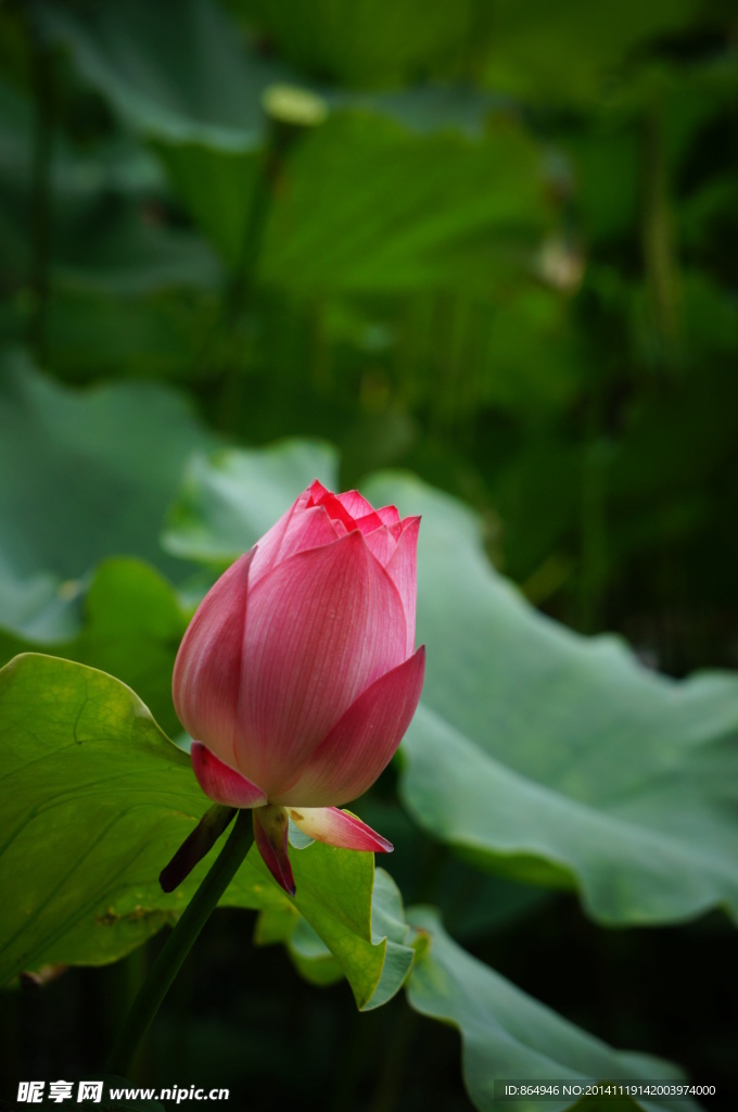 荷花