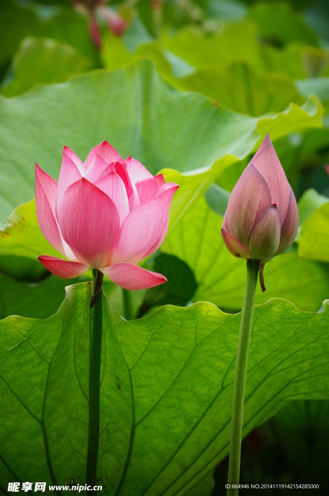 荷花