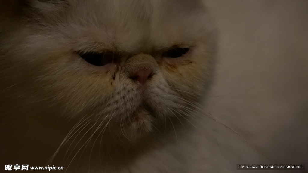 加菲猫