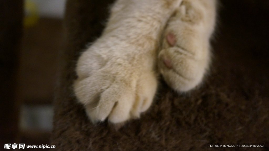 加菲猫爪