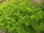 香芹
