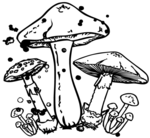 小磨菇