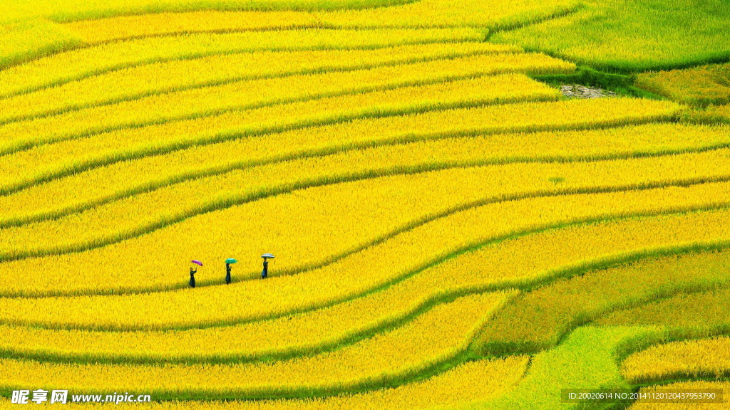 稻草