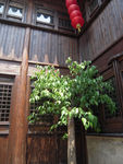 庭院