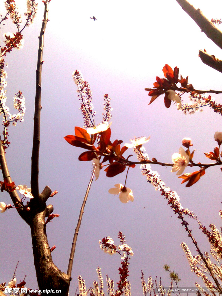 桃花