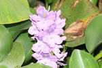 蜜蜂和鸭舌草花