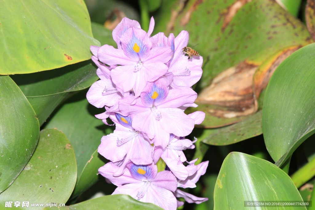 蜜蜂和鸭舌草花