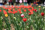 郁金香花海