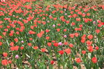 郁金香花海