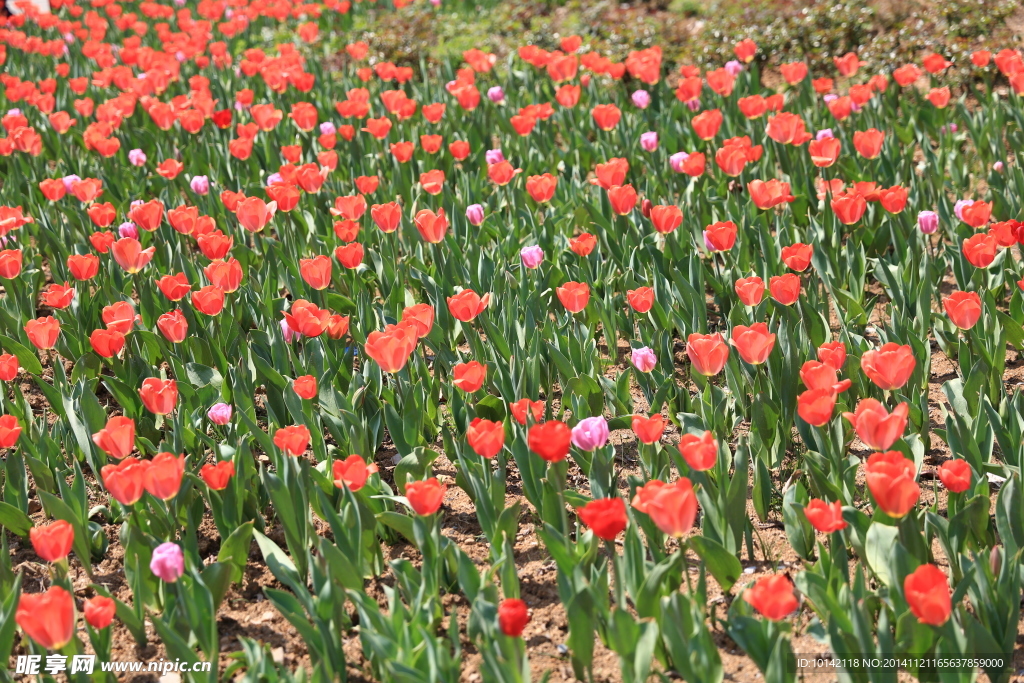 郁金香花海