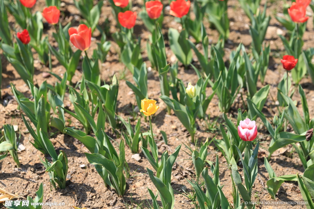 郁金香花海