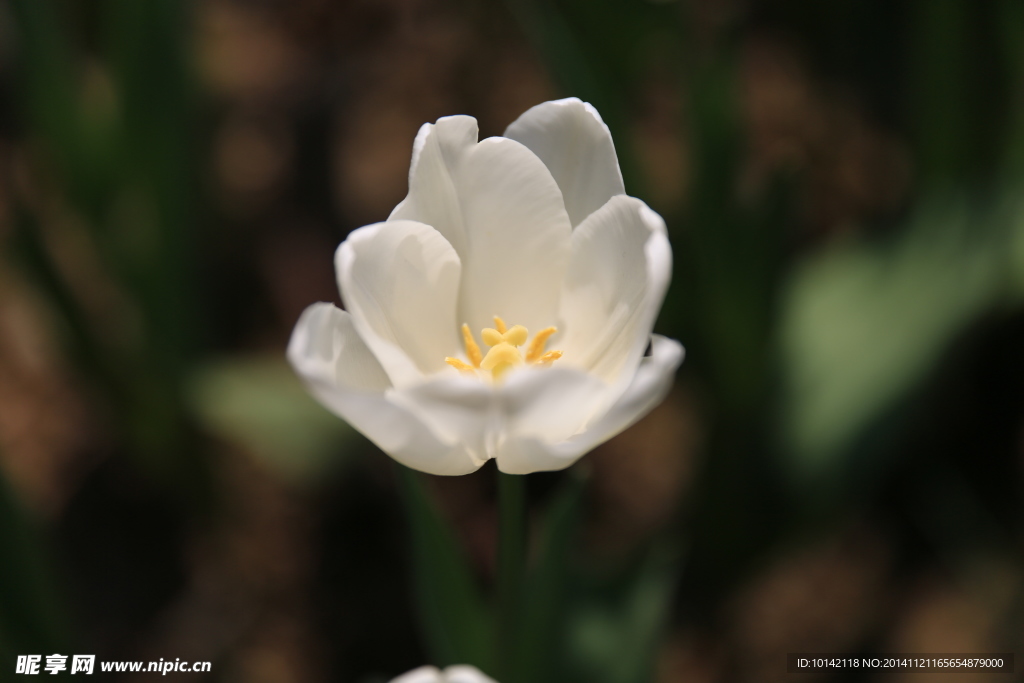 郁金香花海