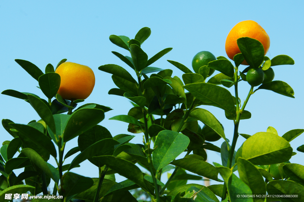 盆景果木 萝岗橙