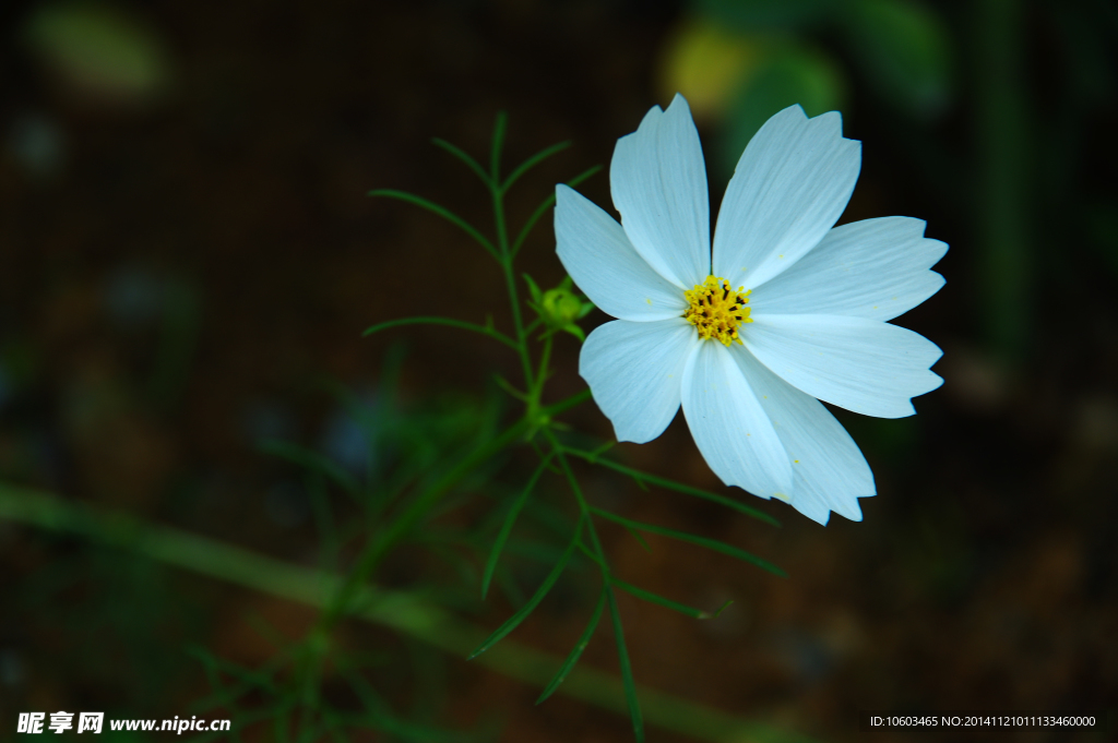 海岛小白花