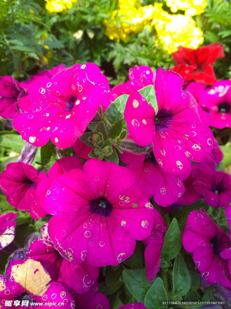 牵牛花