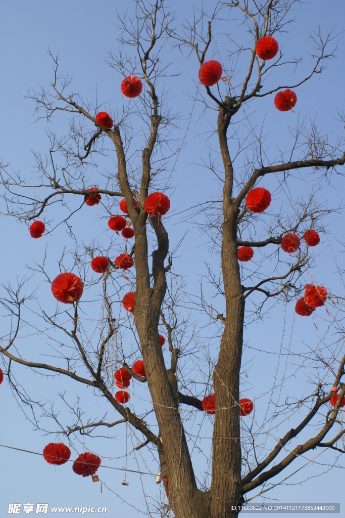 满树红灯笼