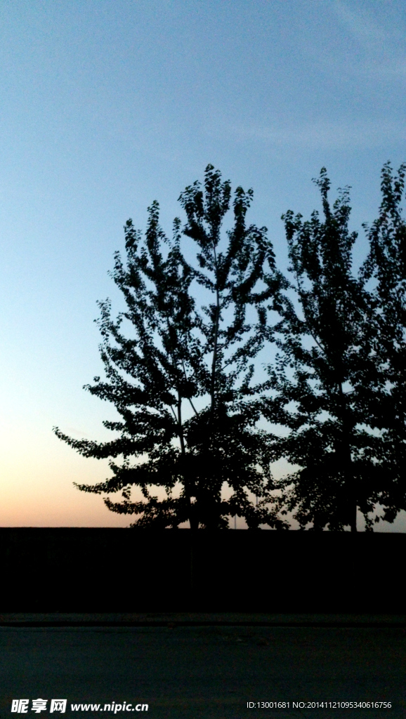 黄昏下的小树