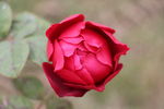 高清 月季 玫瑰 红玫