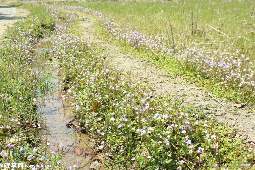 田间小路