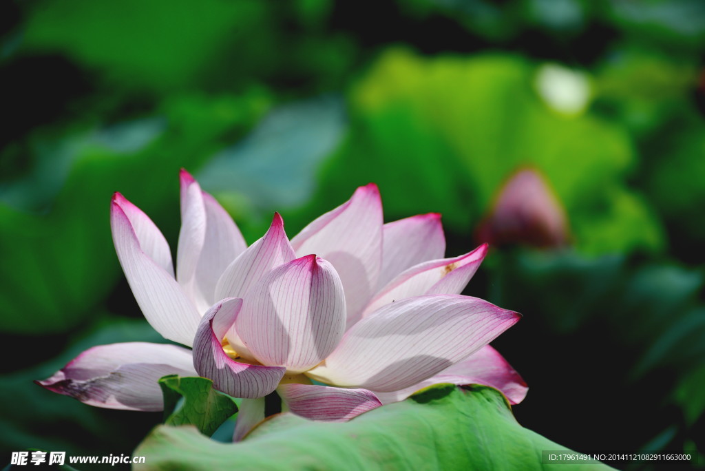 奥林匹克公园荷花