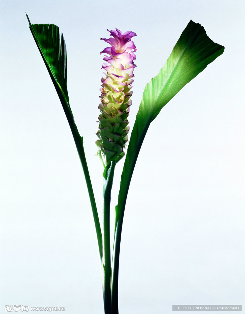 白鹤芋