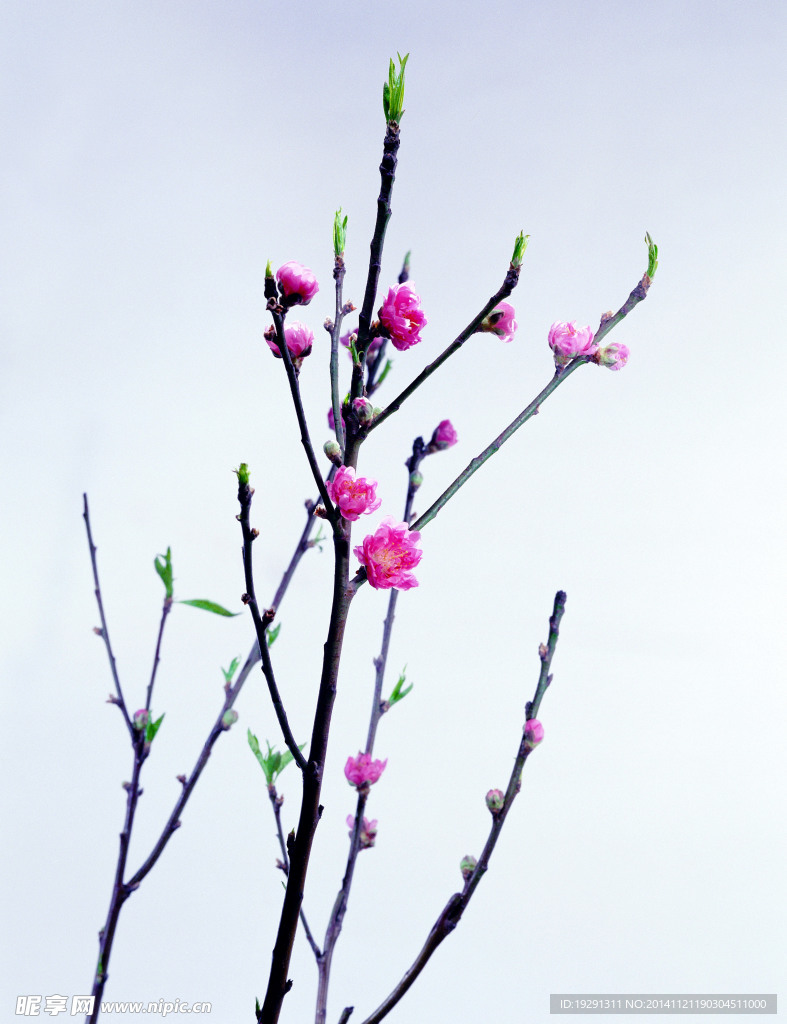 梅花
