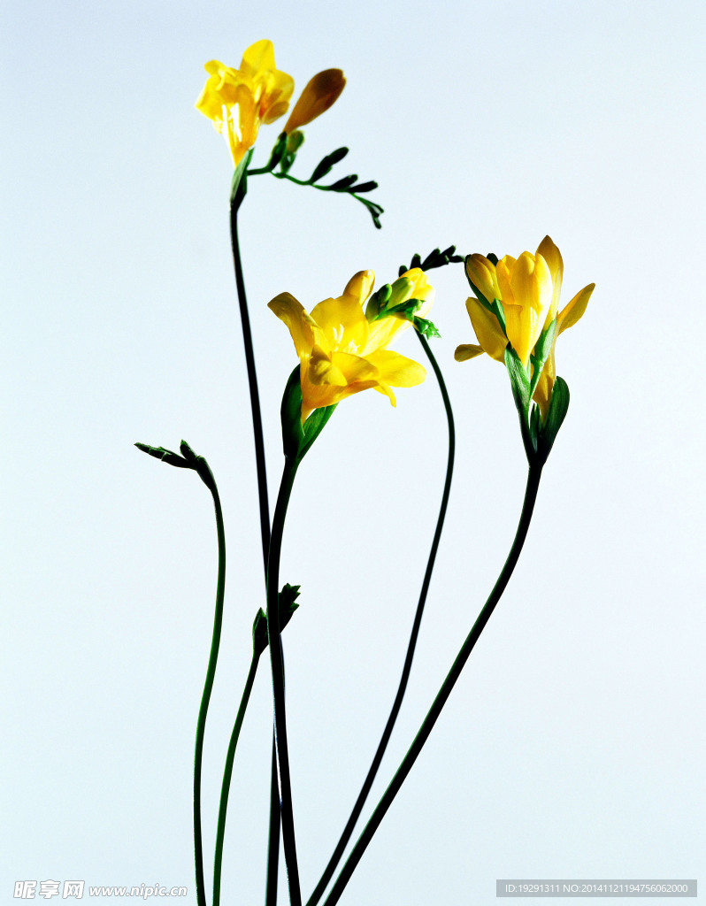 水仙花