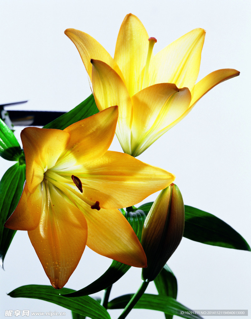 百合花