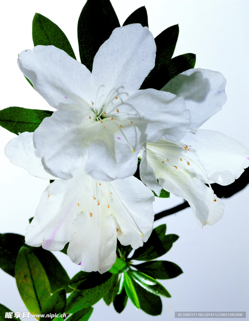 白花