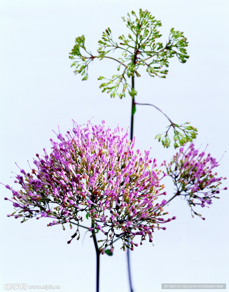 花卉