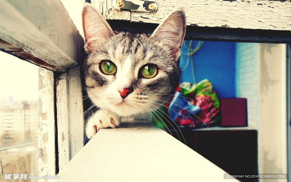 小猫咪