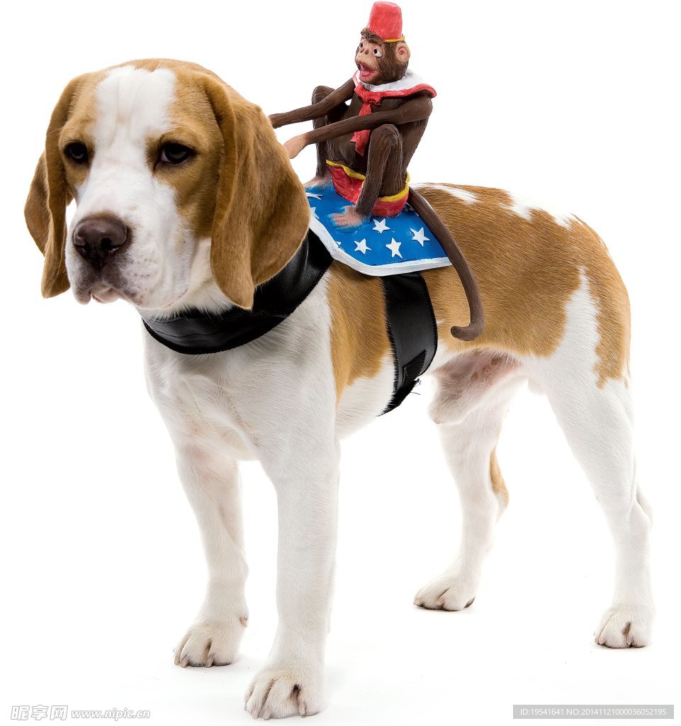 小猎犬