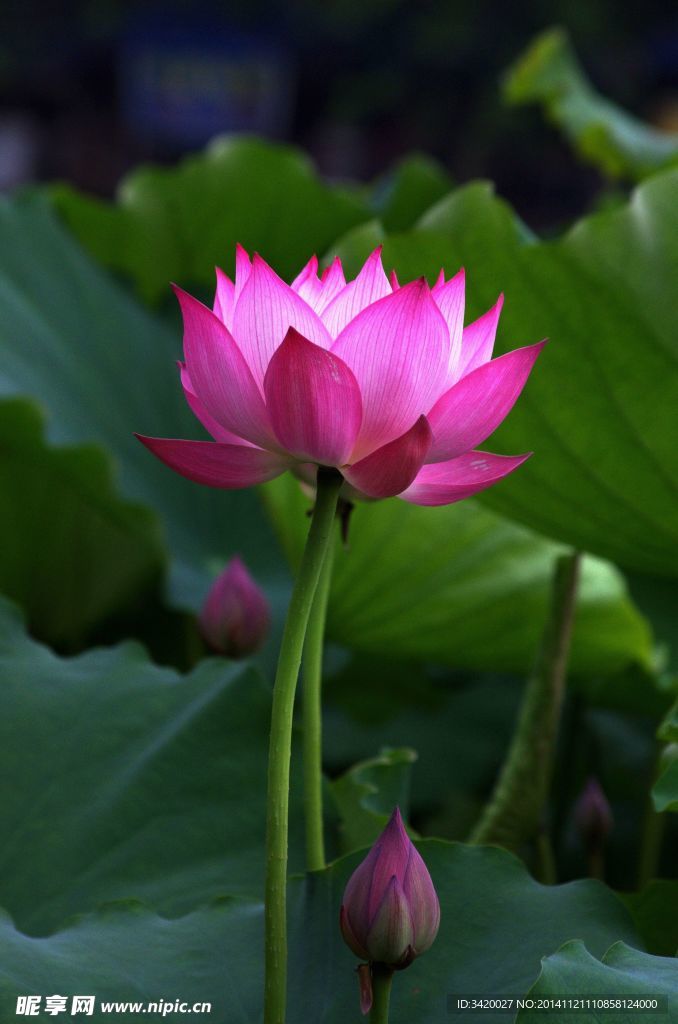 荷花