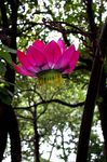 莲花灯