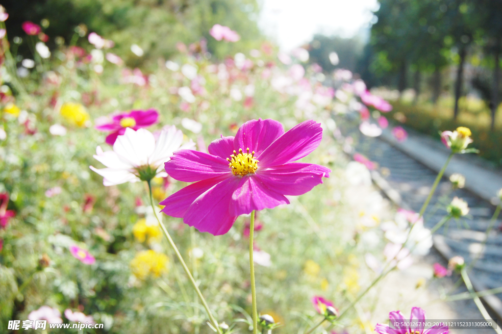 格桑花