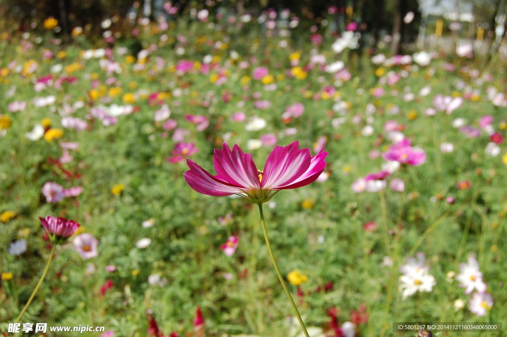 格桑花