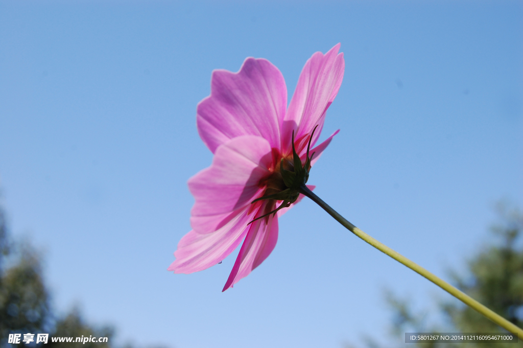 格桑花