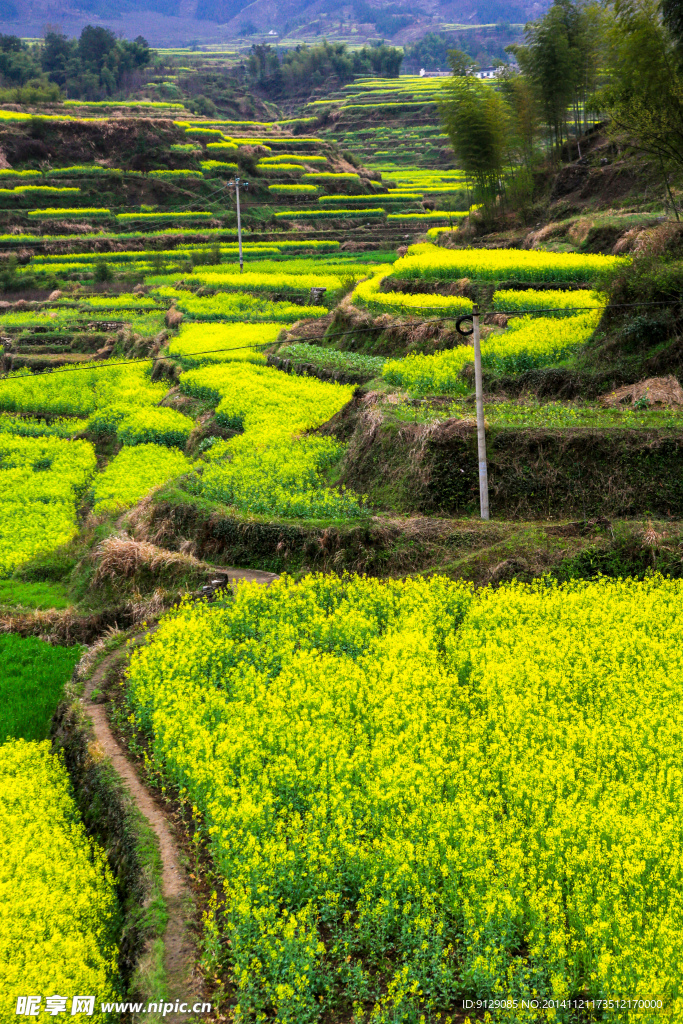 家朋油菜花