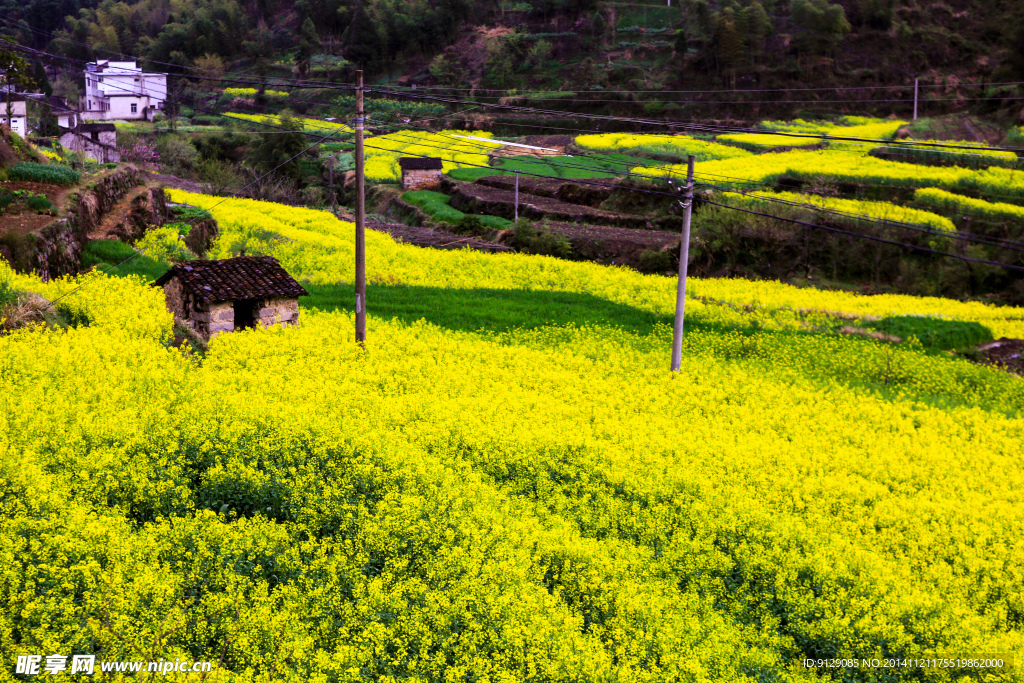 家朋油菜花