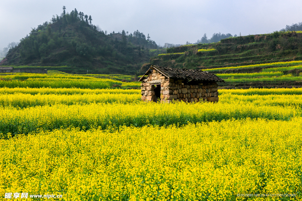 家朋油菜花