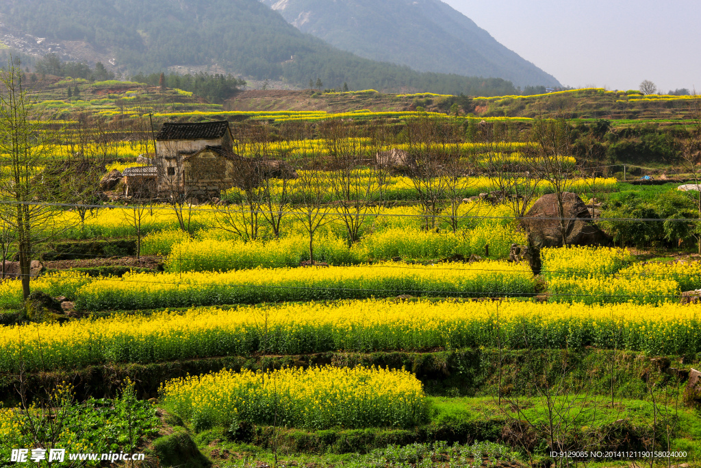 家朋油菜花