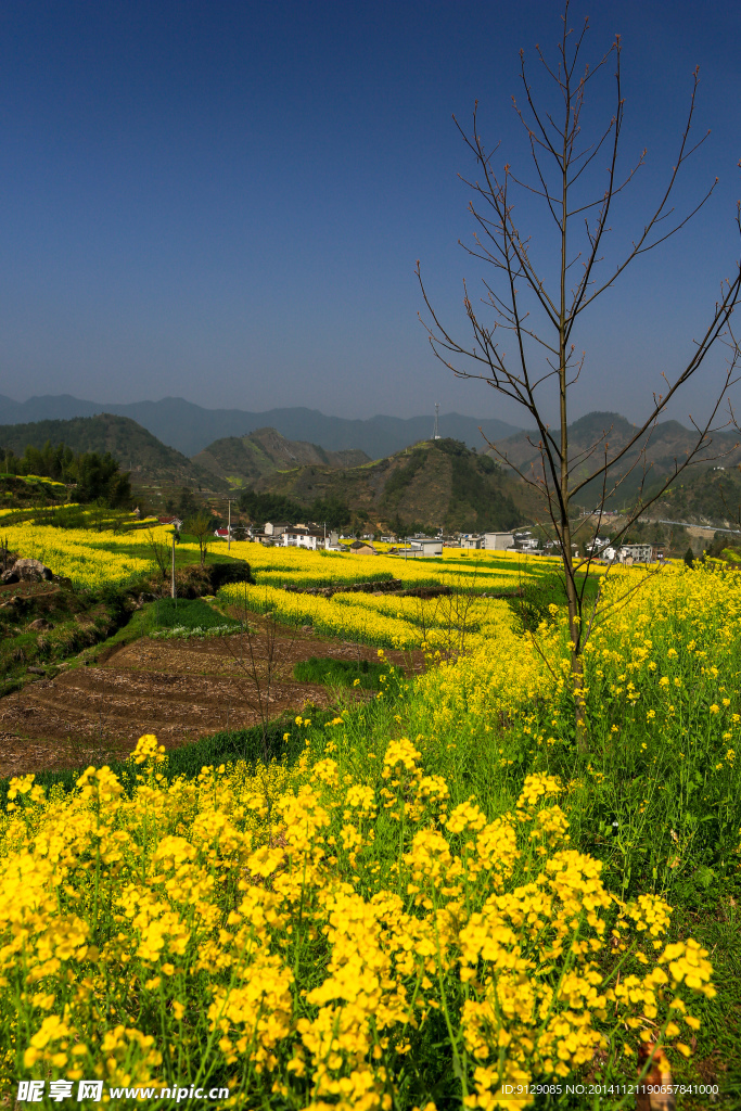 家朋油菜花