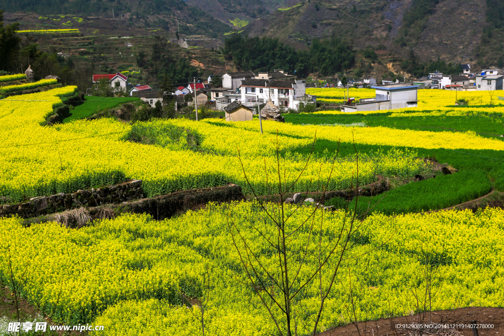 家朋油菜花